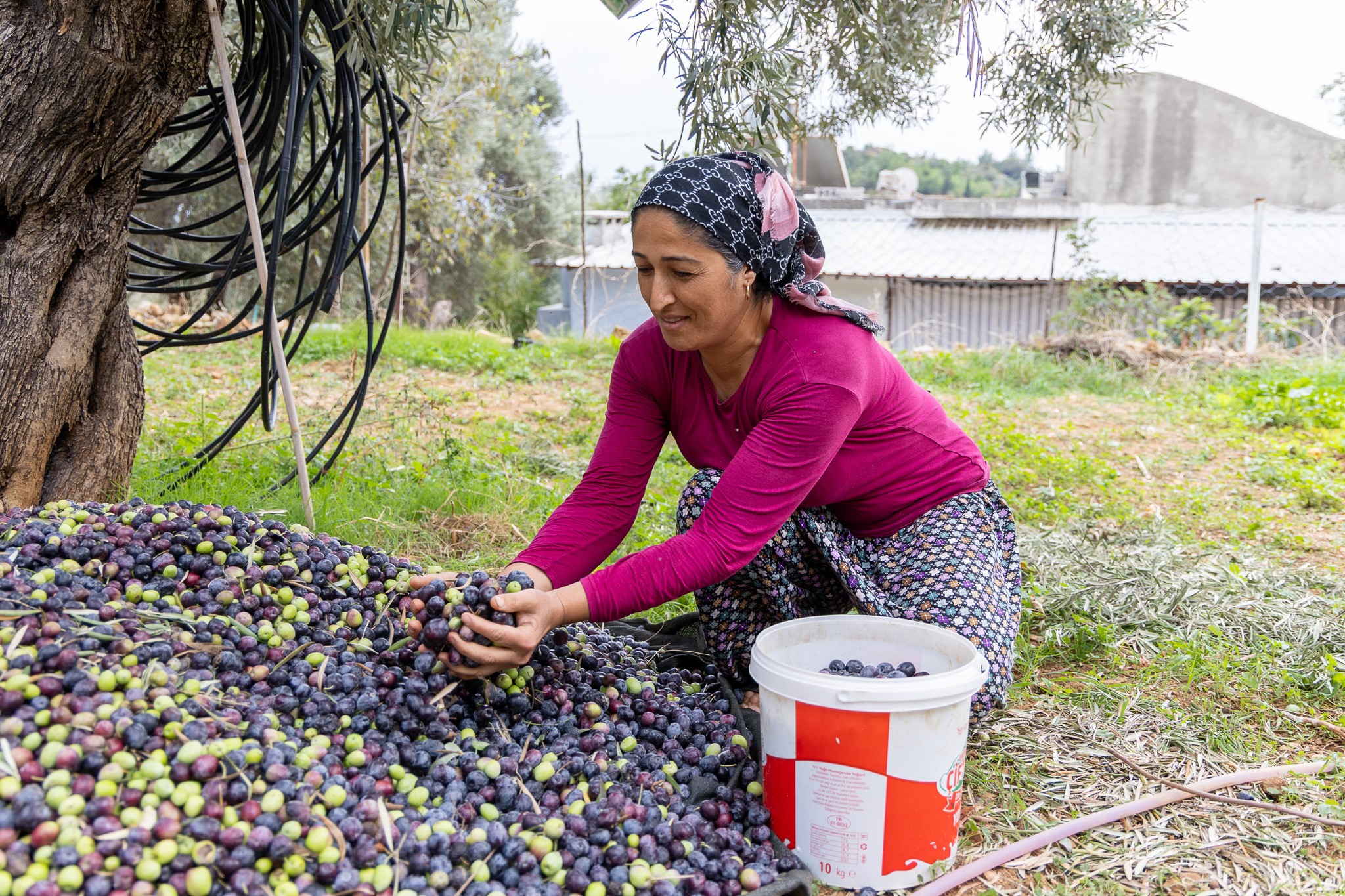 Zeytinyagitanitiliyor