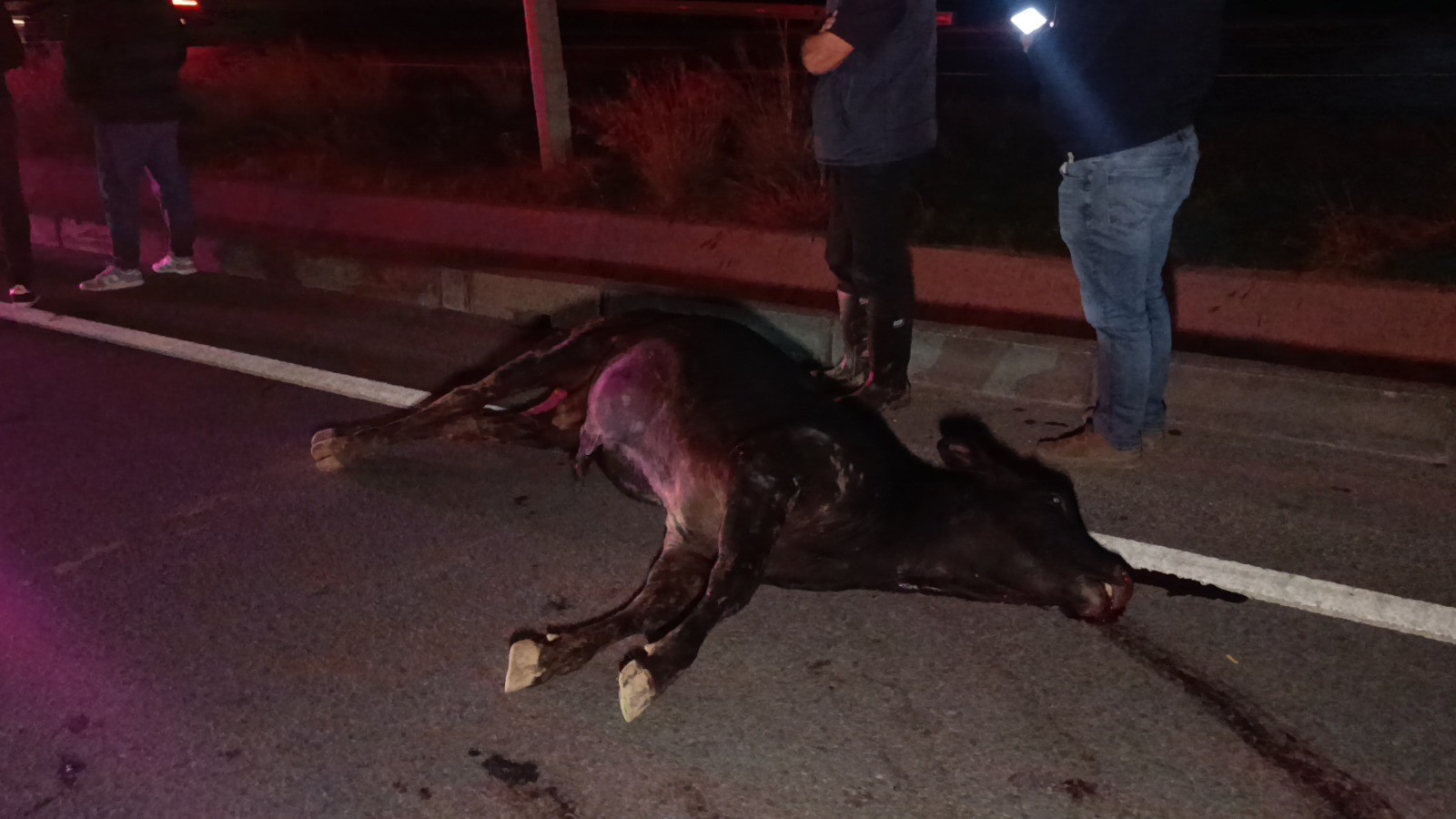 Agildankacaninektelefoldu