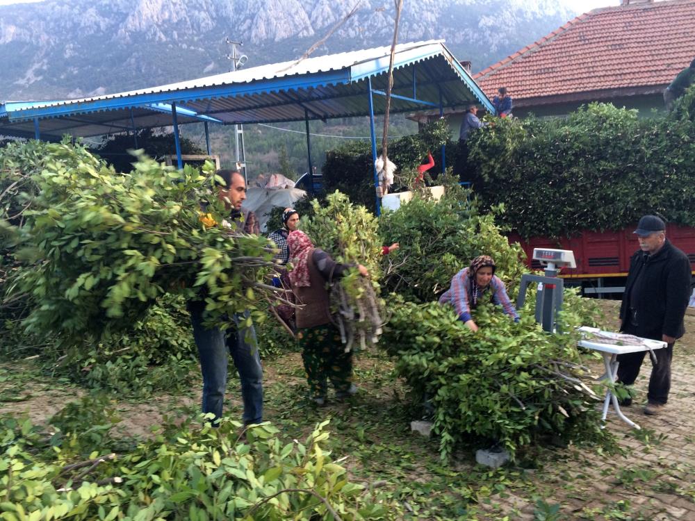 Aksekidegecimkaynagıdefneyapragıoldu