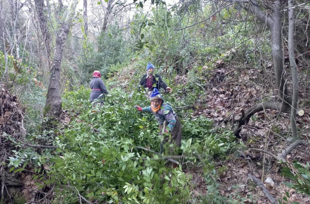 Aksekidekoylulerdefneyapragındangeciniyor