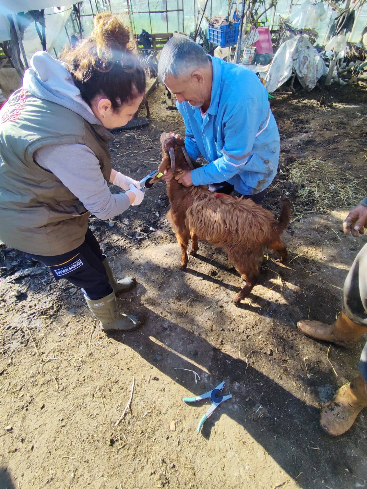 Antalyadahayvancılıgadestek