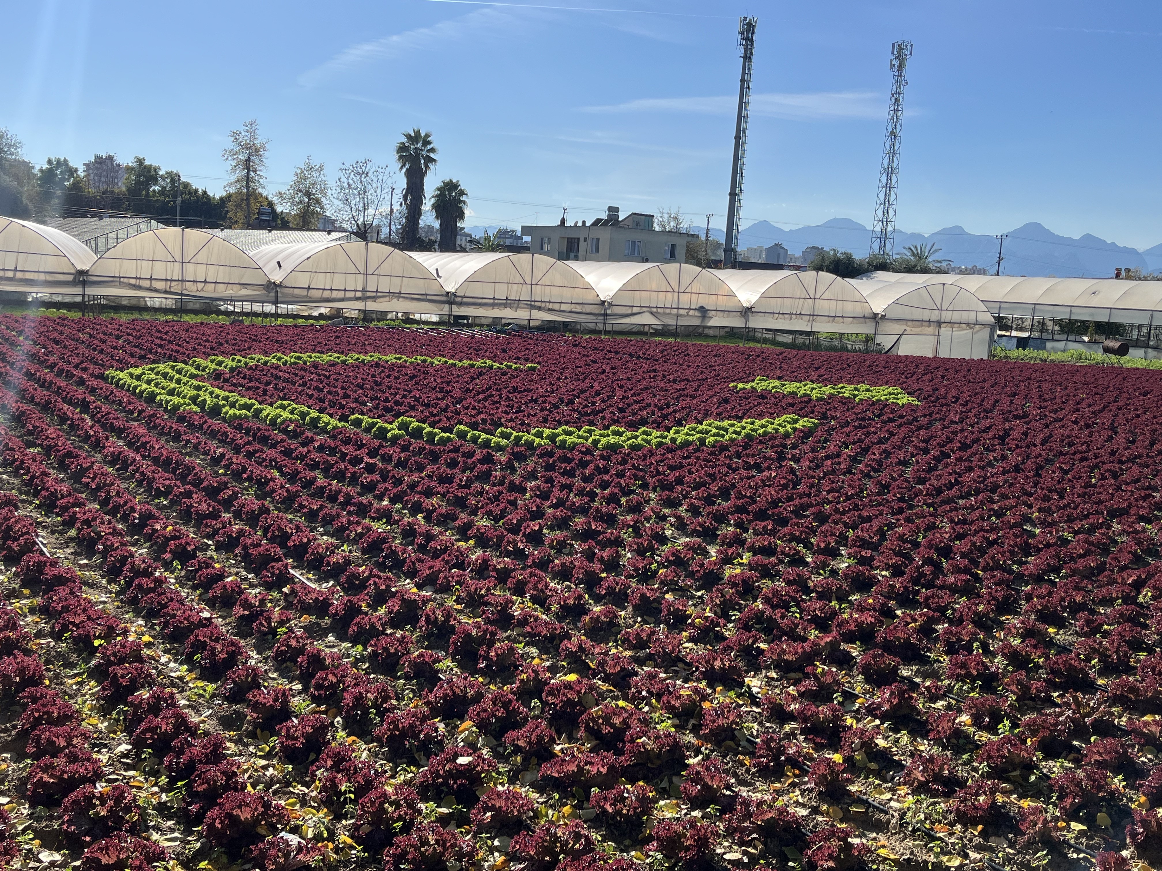 Antalyadavatansevgisitopragayansidi