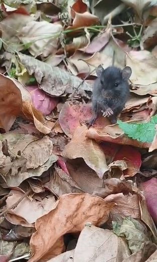 Artivindegulumsetenanlar