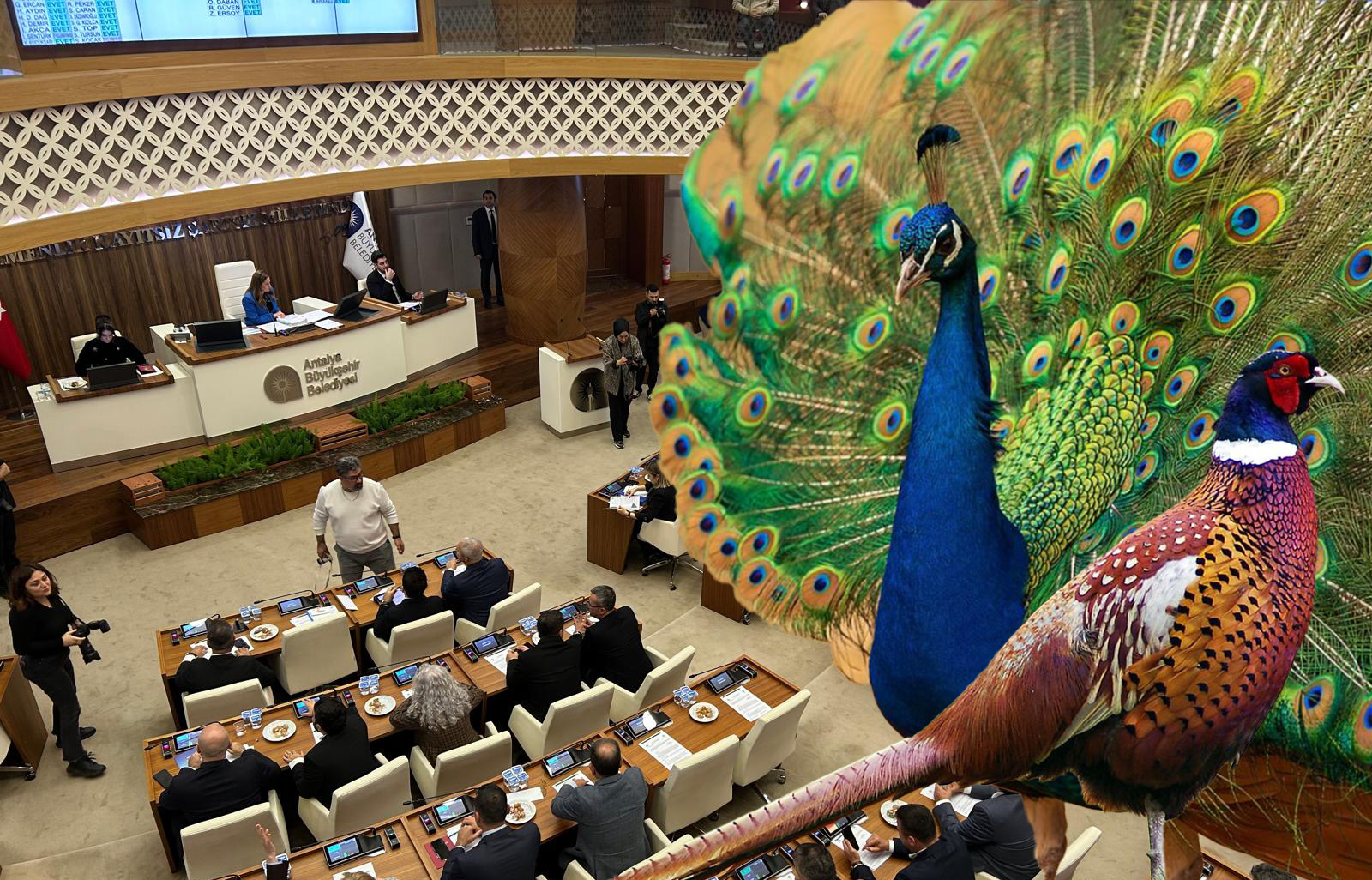 Buyuksehirdenrenklikararemniyetetavuskusuvesulunhibeedildi