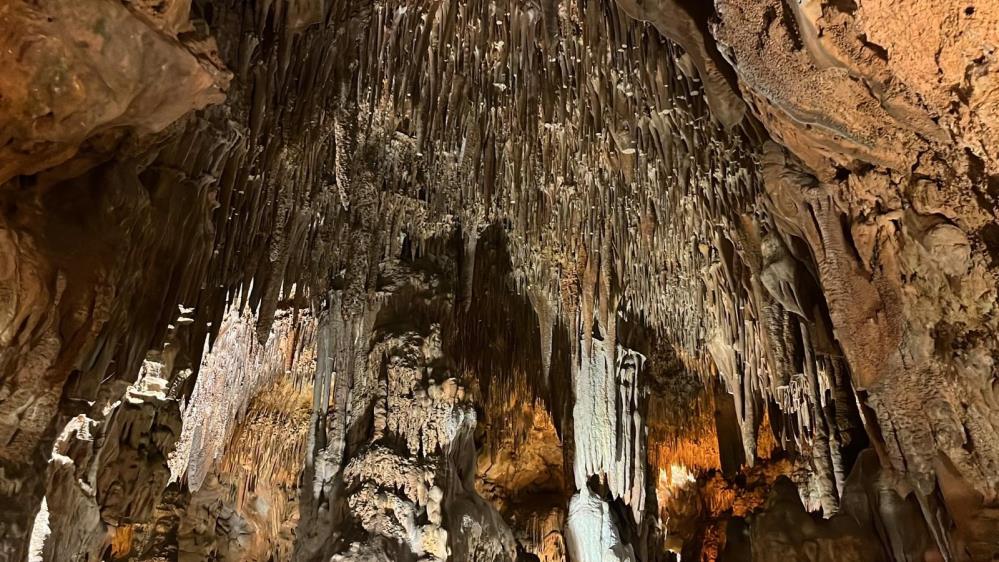 Damlatasmagrasınıniyigeldigihastalıklar