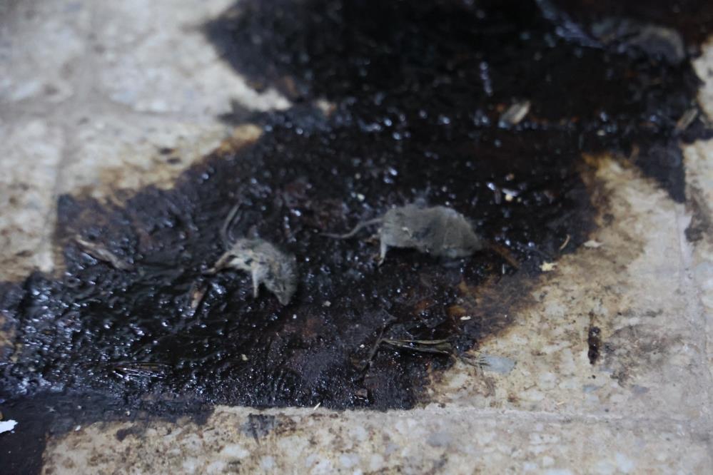 Denetimeksikligigozlerouneserdi