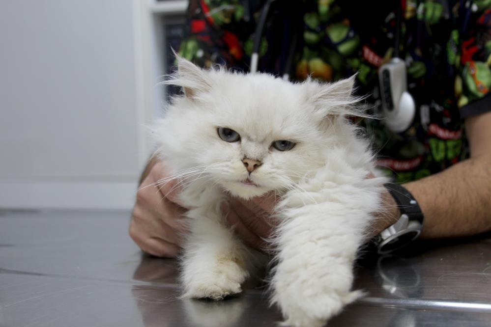 Dunyadagorulmemisvakacinselorganinibulamadilar