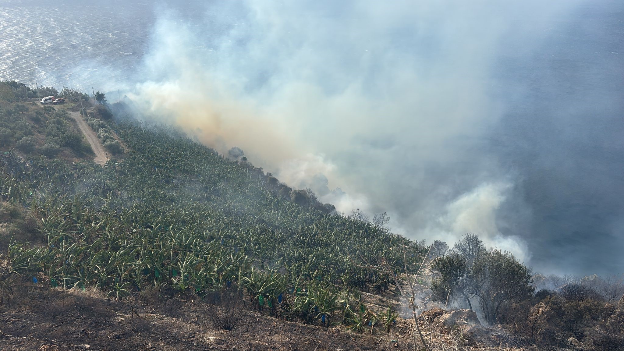 Gazipasadayanginpanigi