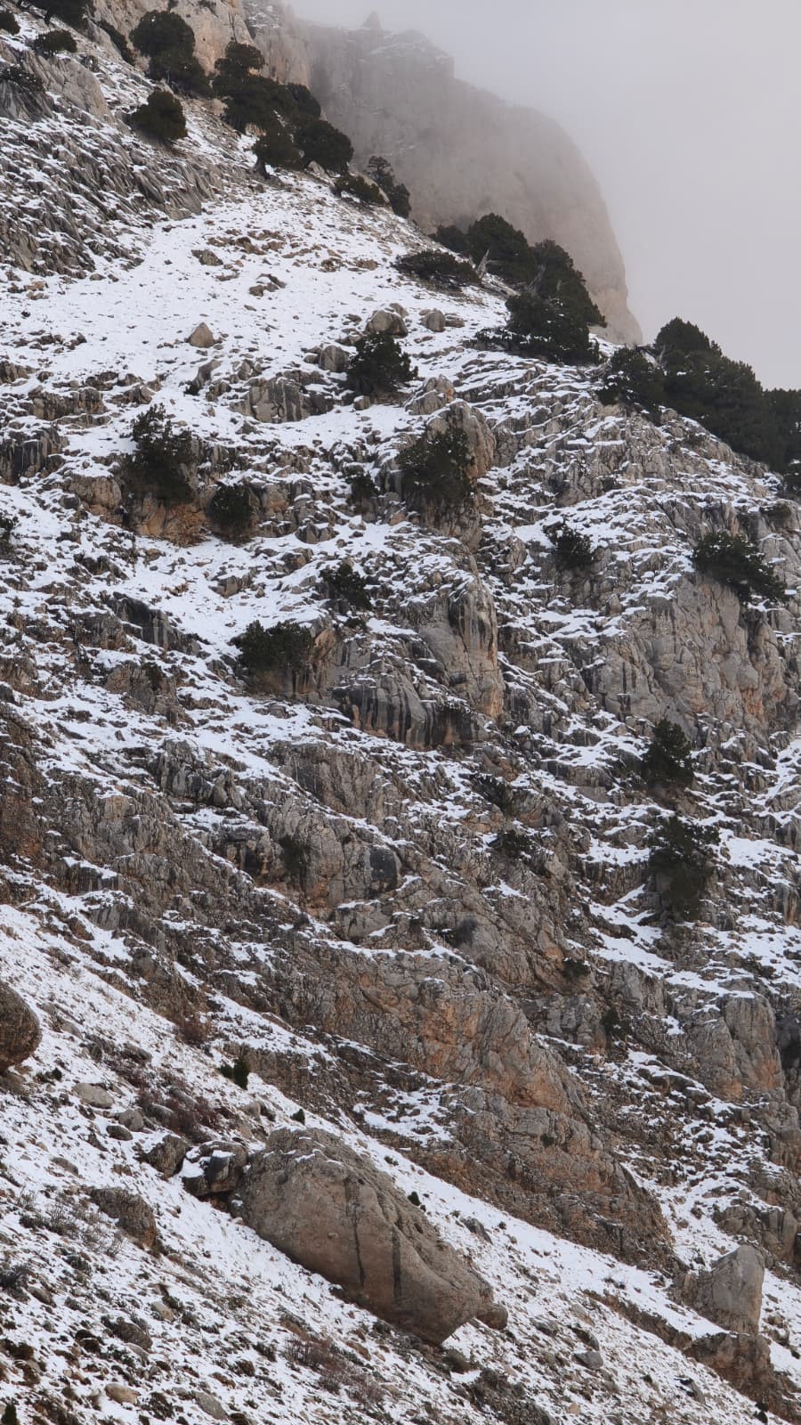 Gorselsolenolusturdu