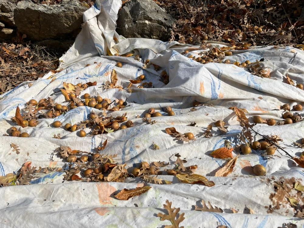 Hayırseverindiktigimeyvelerbolgehalkınıngelirkaynagıoldu-1