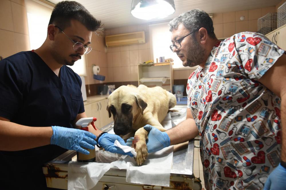 Ihbaruzerinesaldırgansokakhayvanınıalmayagidenbelediyepersonelinesaldırıgirisimi