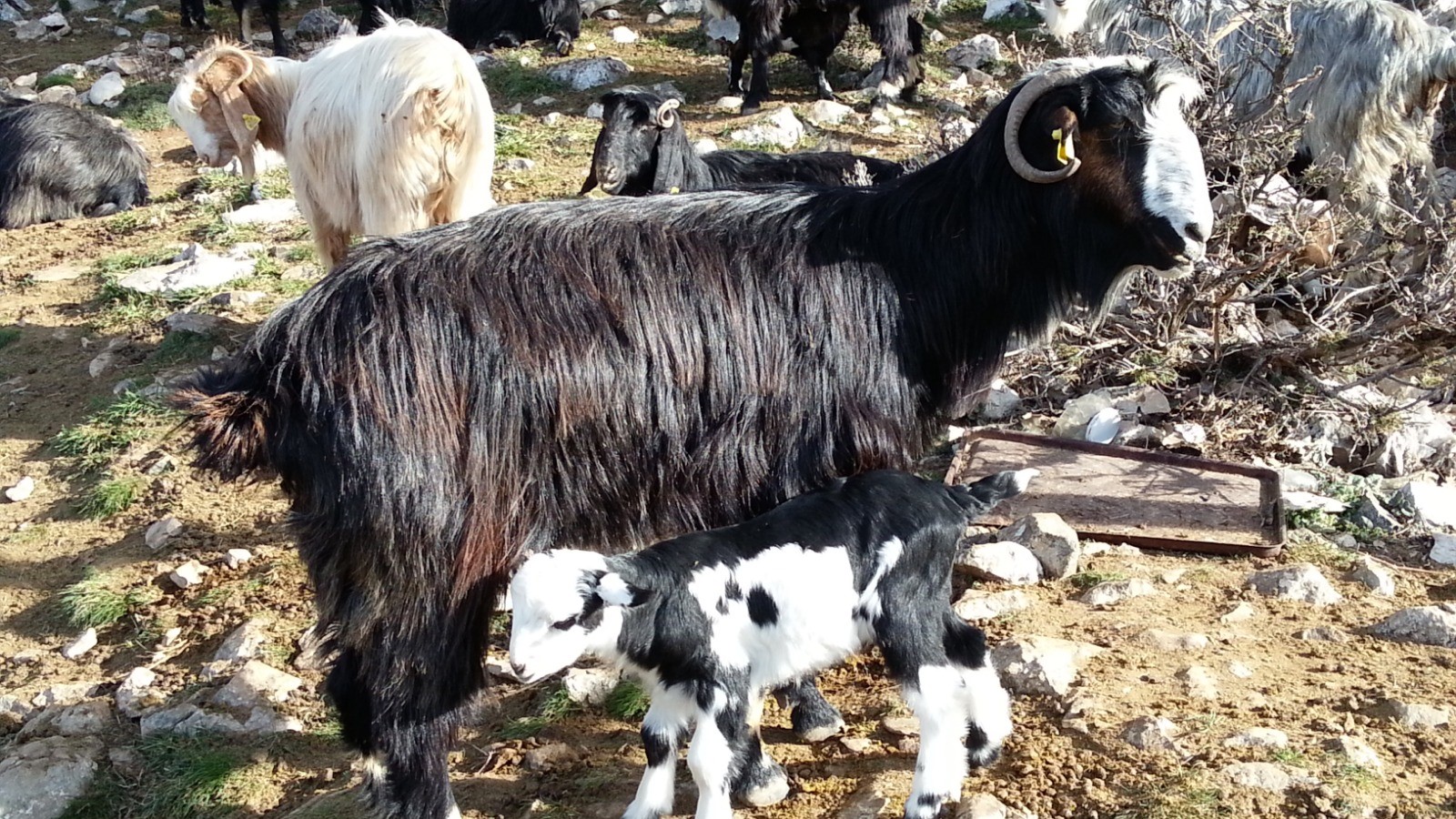 Kecicalistayitoplandi