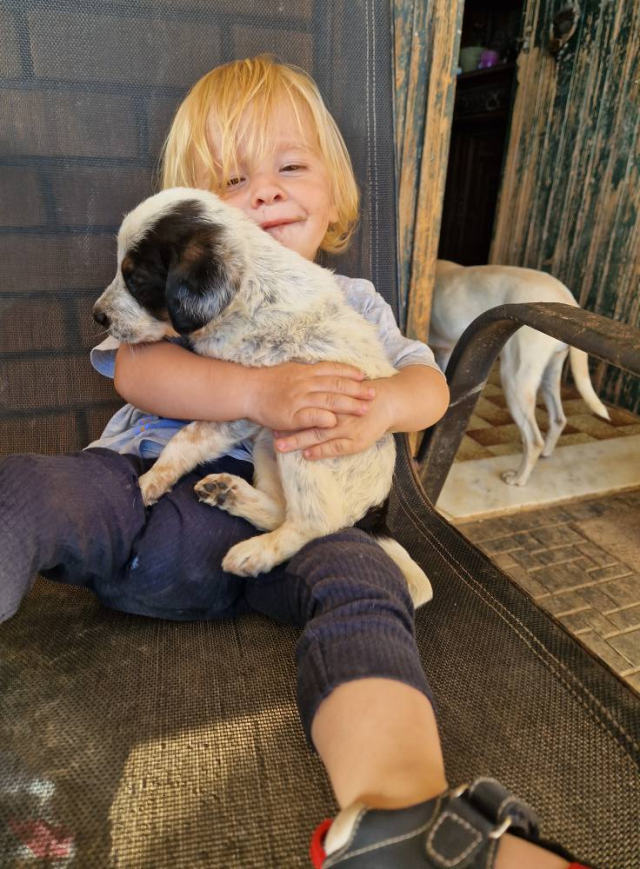 Pitbullsaldirisicanaldi