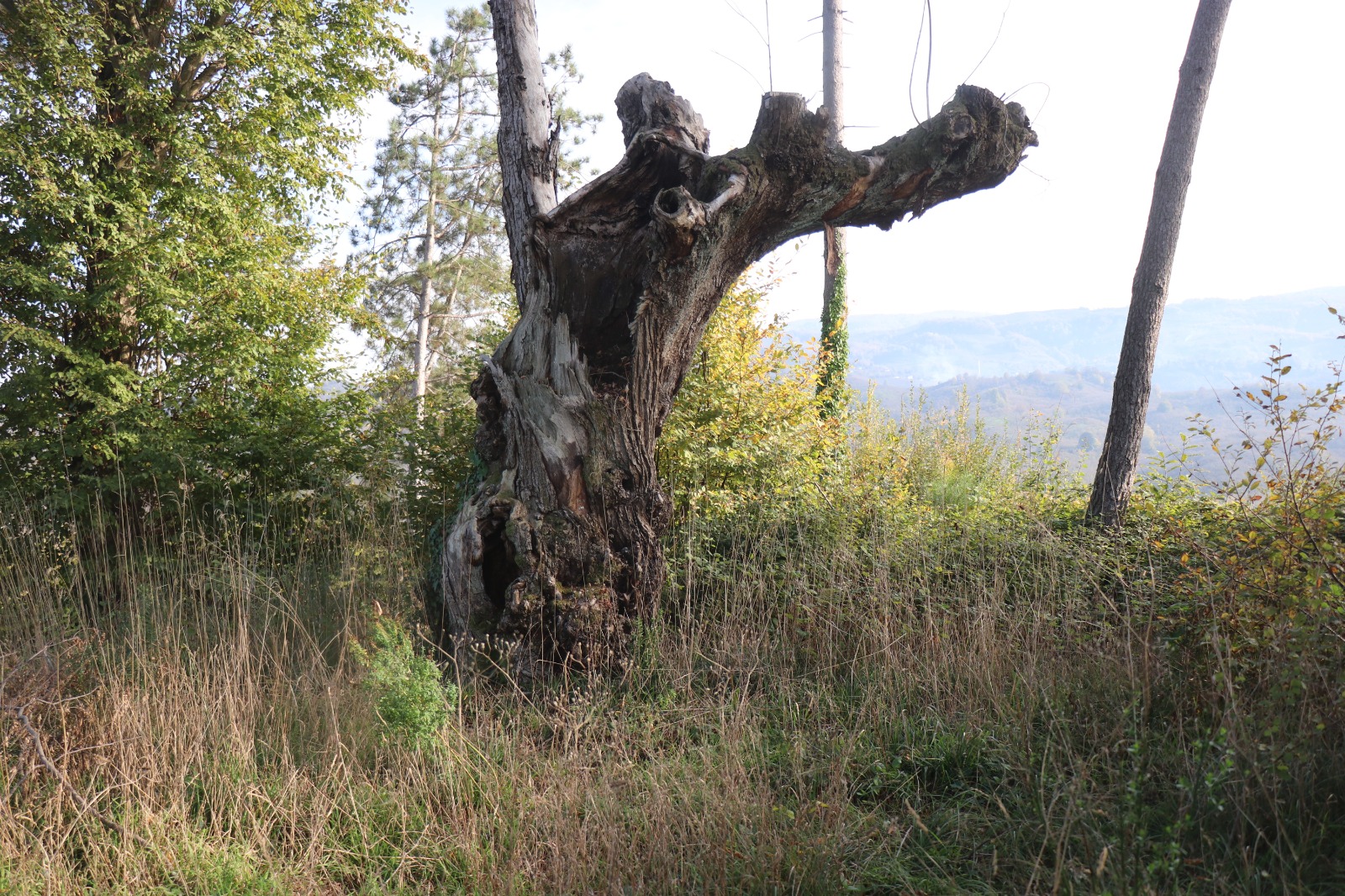 Sakaryadaevliyalarivemucizeleriylebiliniyordu400Yillikmezarlikdefineavcilariningazabinaugradi