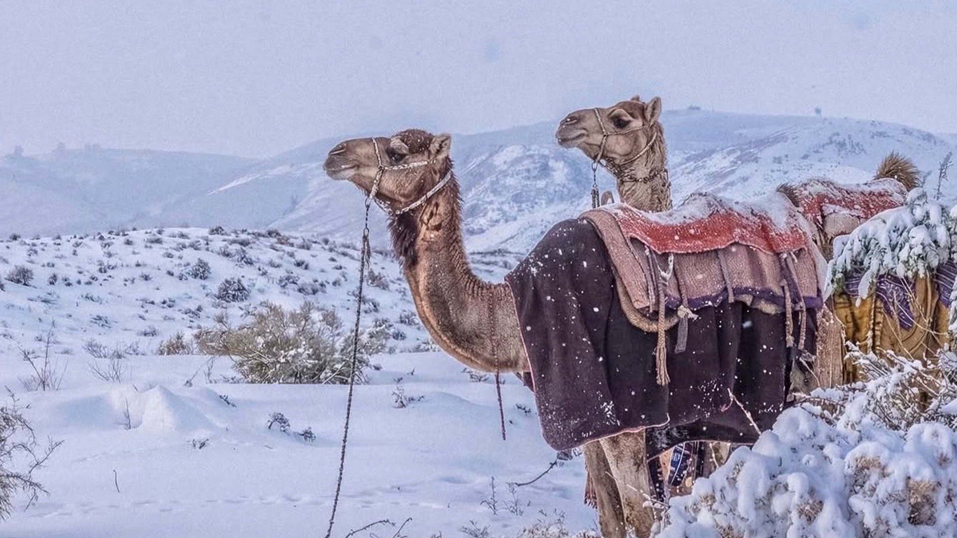 Suudiarabistanakaryagdi