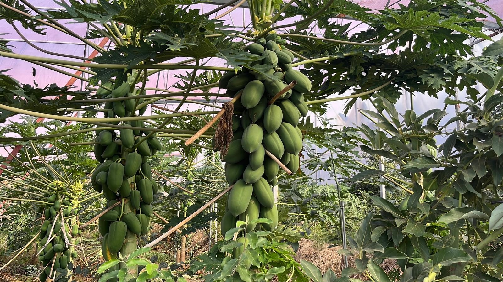 Tropikalmeyvelerdikkatcekti