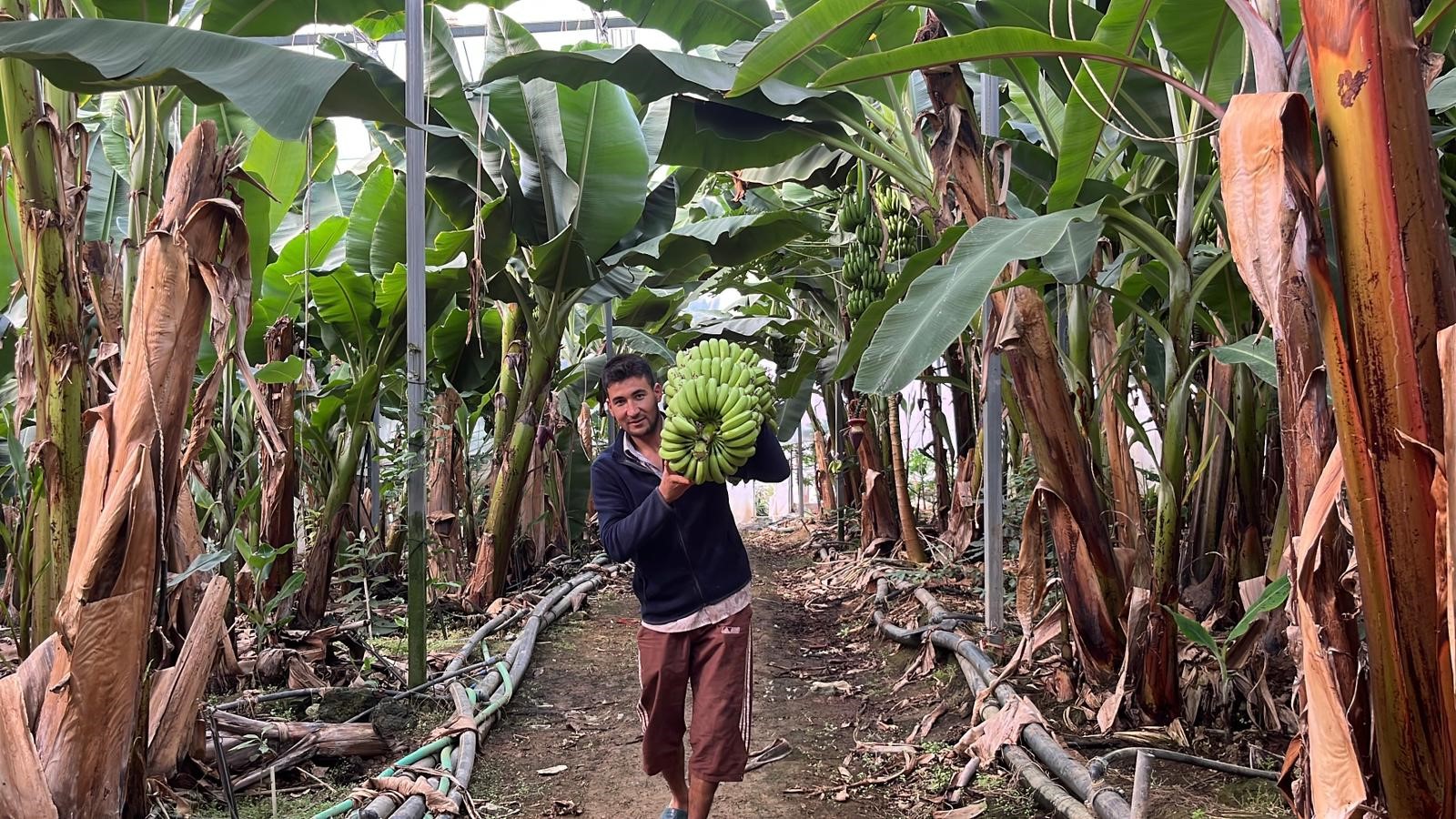 Tropikalmeyvelereyogunilgi