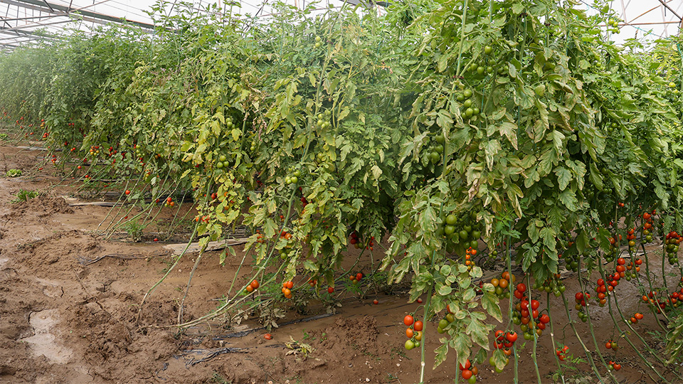 Aksudaciftcininyaralarisariliyor