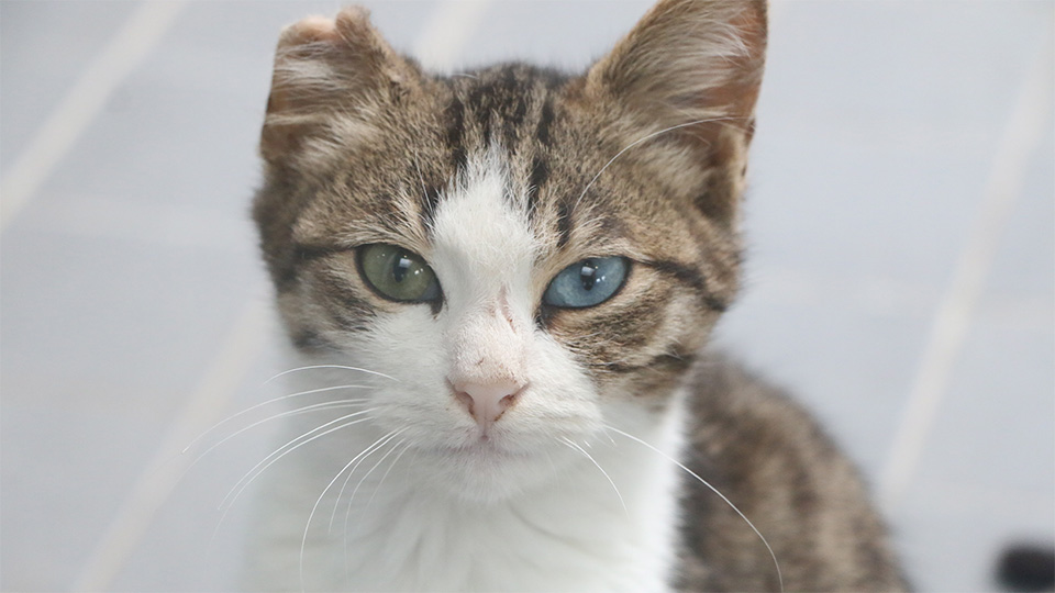 Antalyabuyuksehirdenpetshopsahiplerineegitim