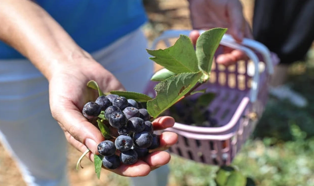 Antalyadakiureticileremujde