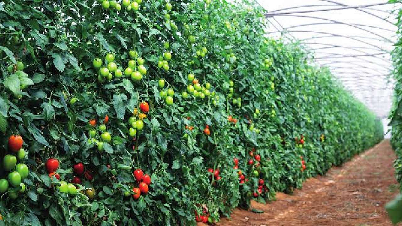 Antalyadaureticilerdikkatdesteklerinyanmamasiicinsongun