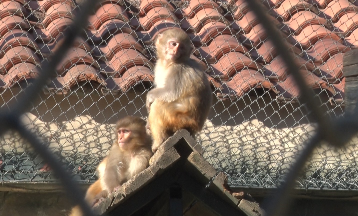 Antalyaootogarindamaymunbulundu