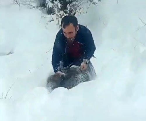 Aractanindidomuzukovaladi