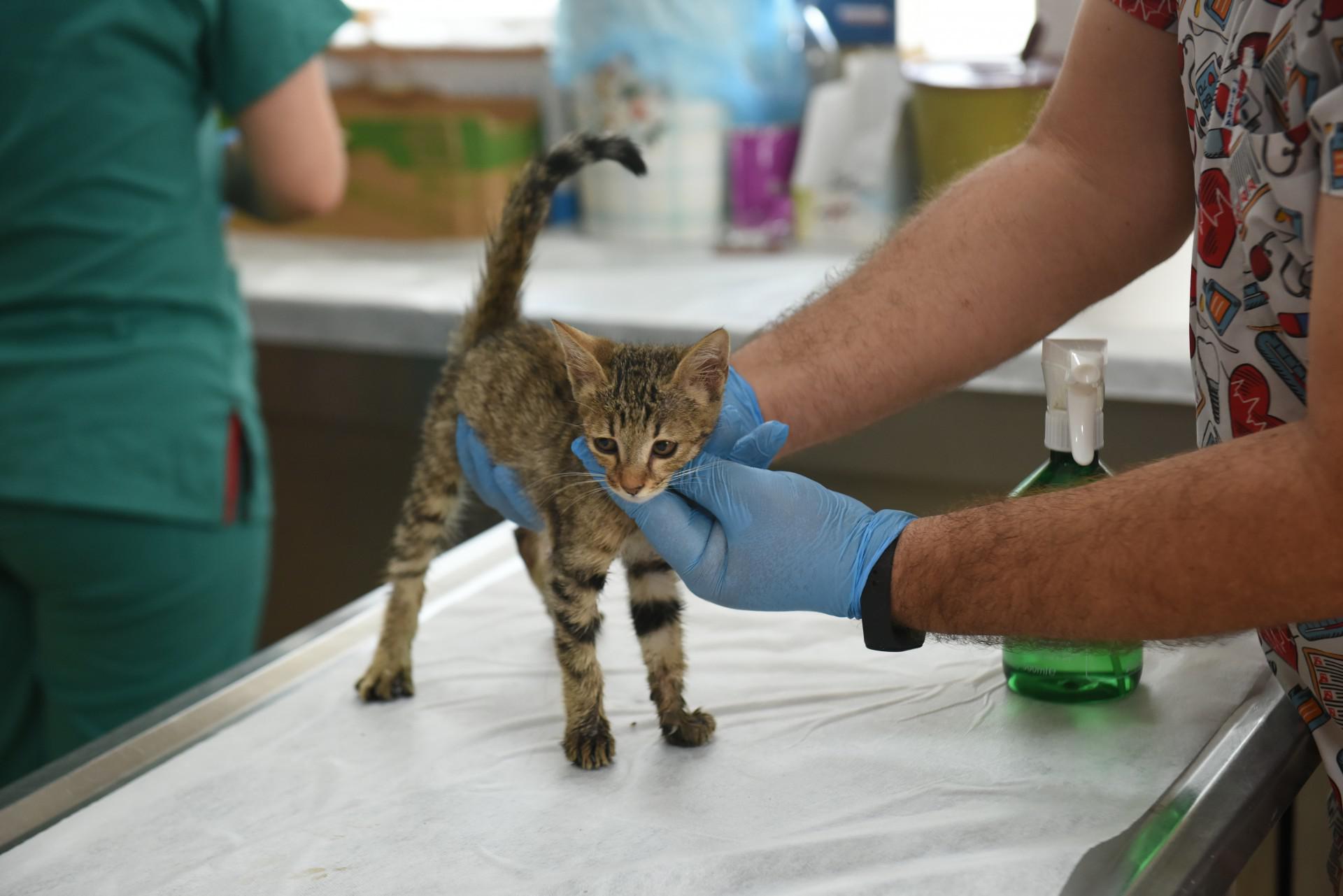 Binlercehayvanayardimedildi