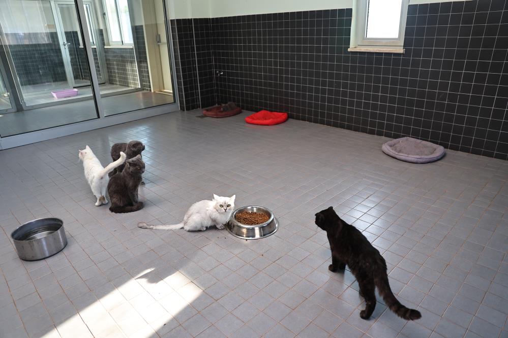 Buyuksehirdensokakhayvanlarınadestek