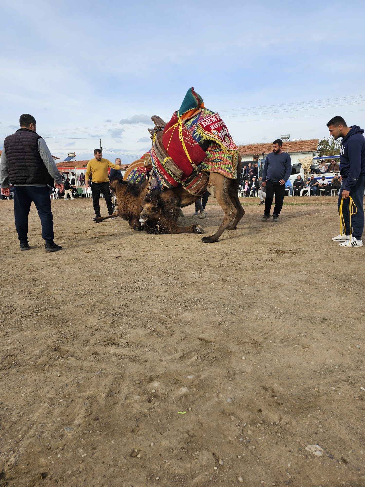 Devegureslerinesapengeli