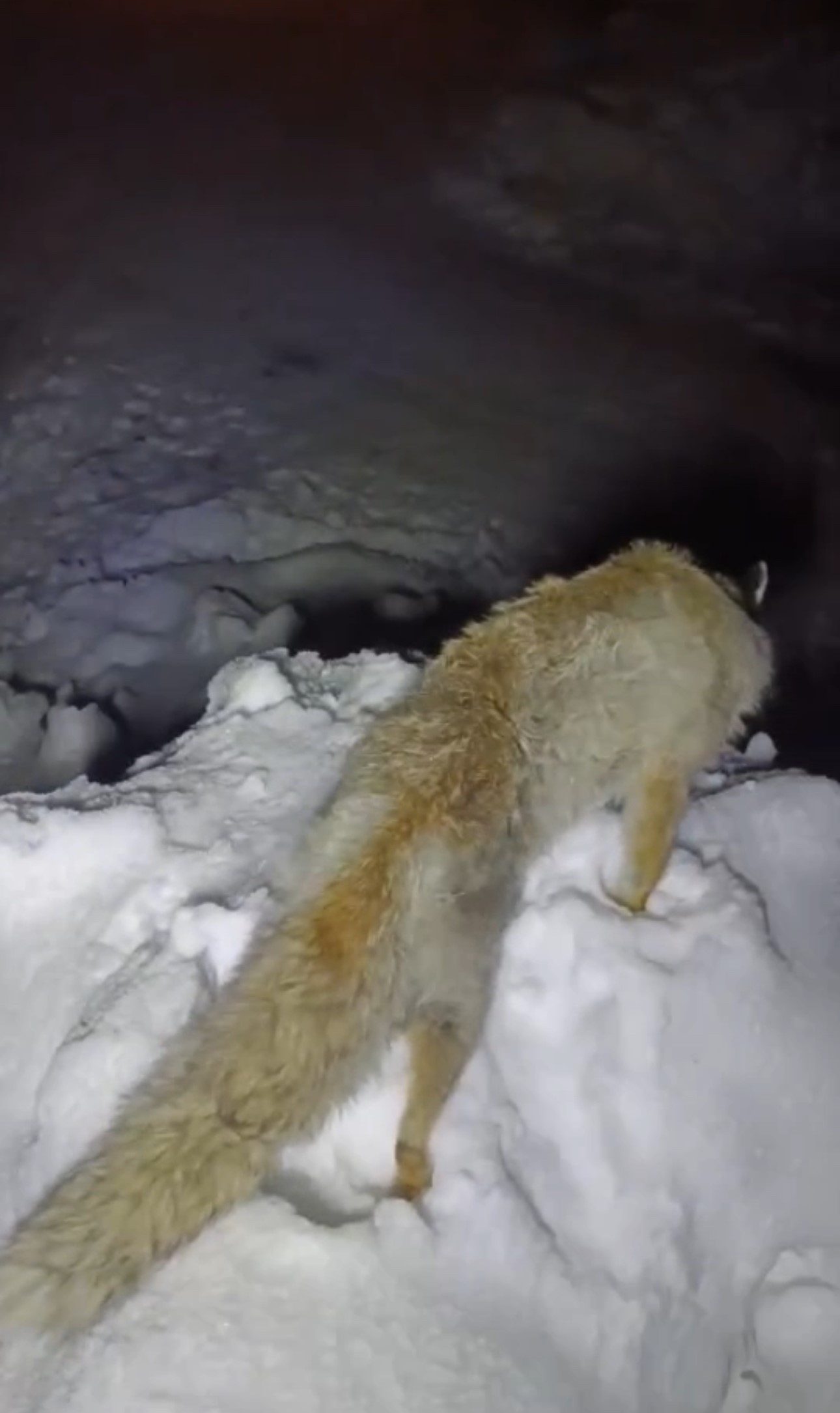 Efsanegercekoldutilkikardadondu