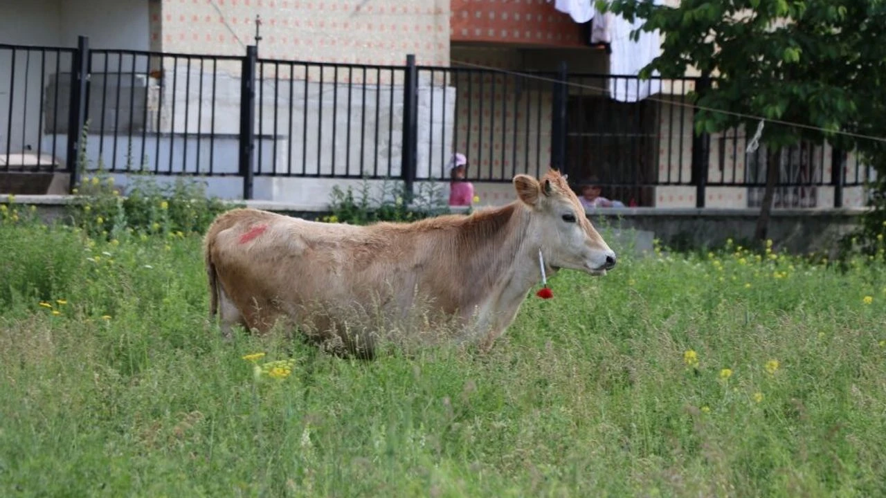Etfiyatlarinidusurecekprojepilotilbellioldu