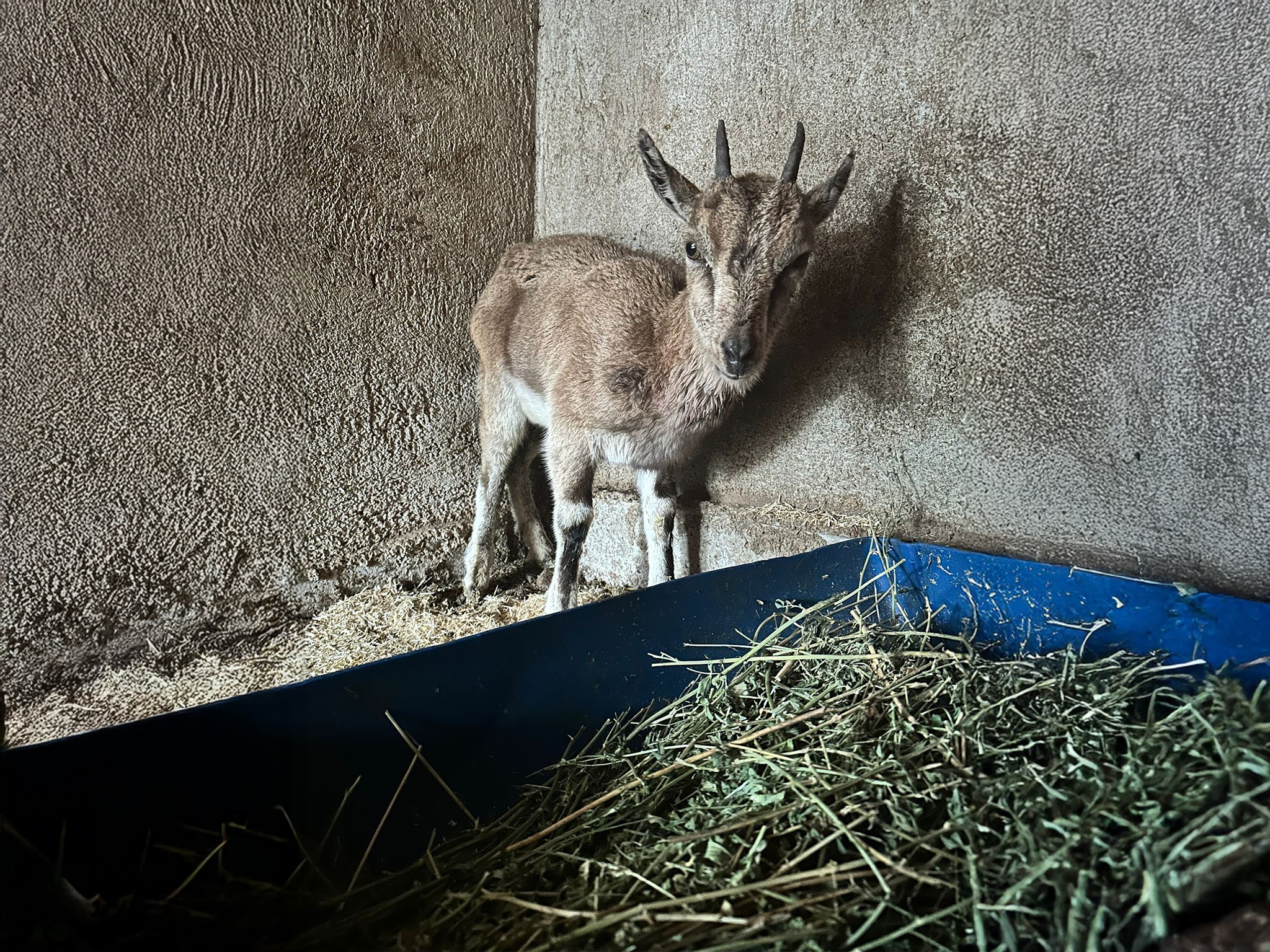 Finikedebitkinhaldeyabankecisibulundu