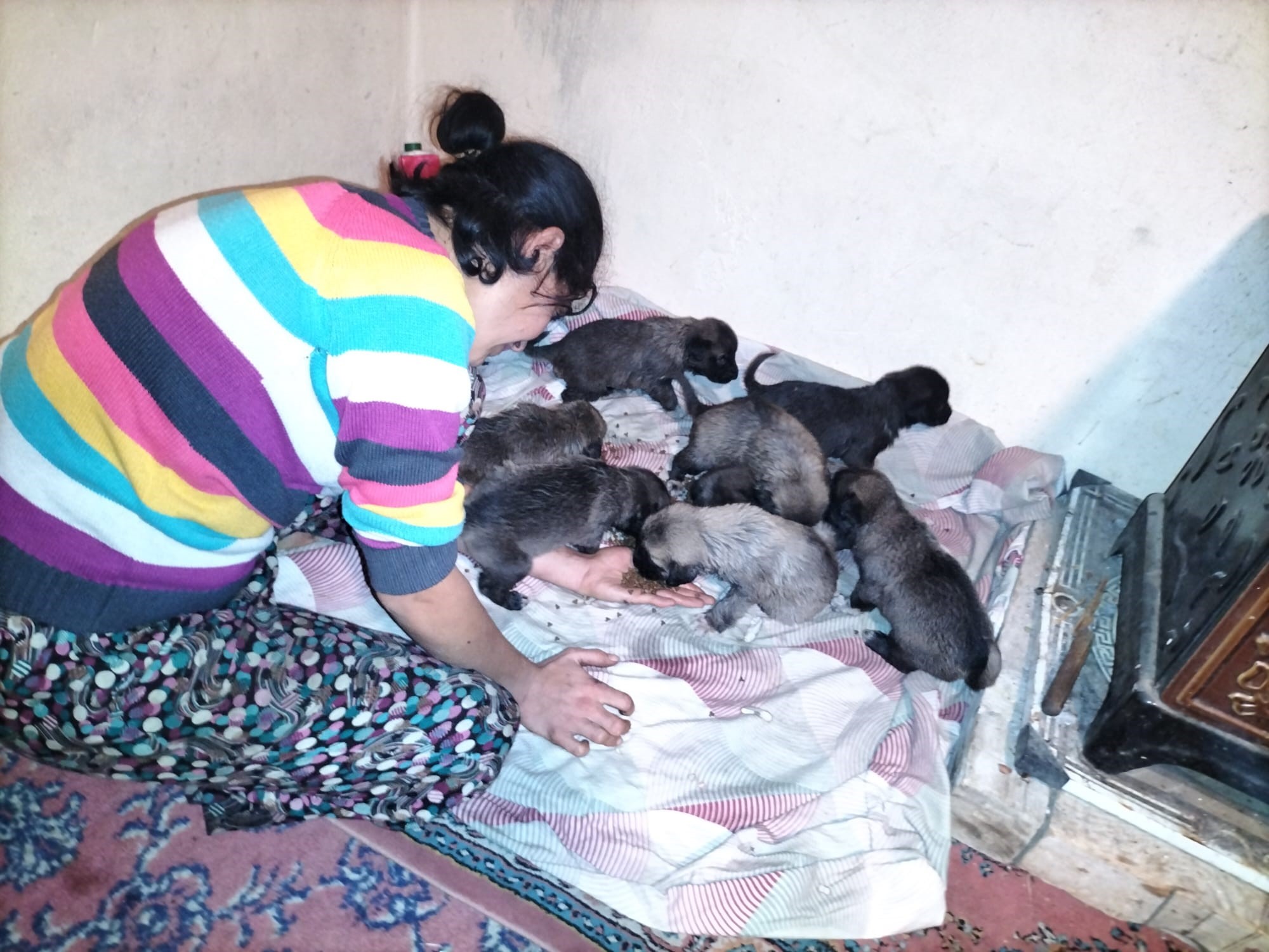 Firtinasonrasiannekopektelefoldu