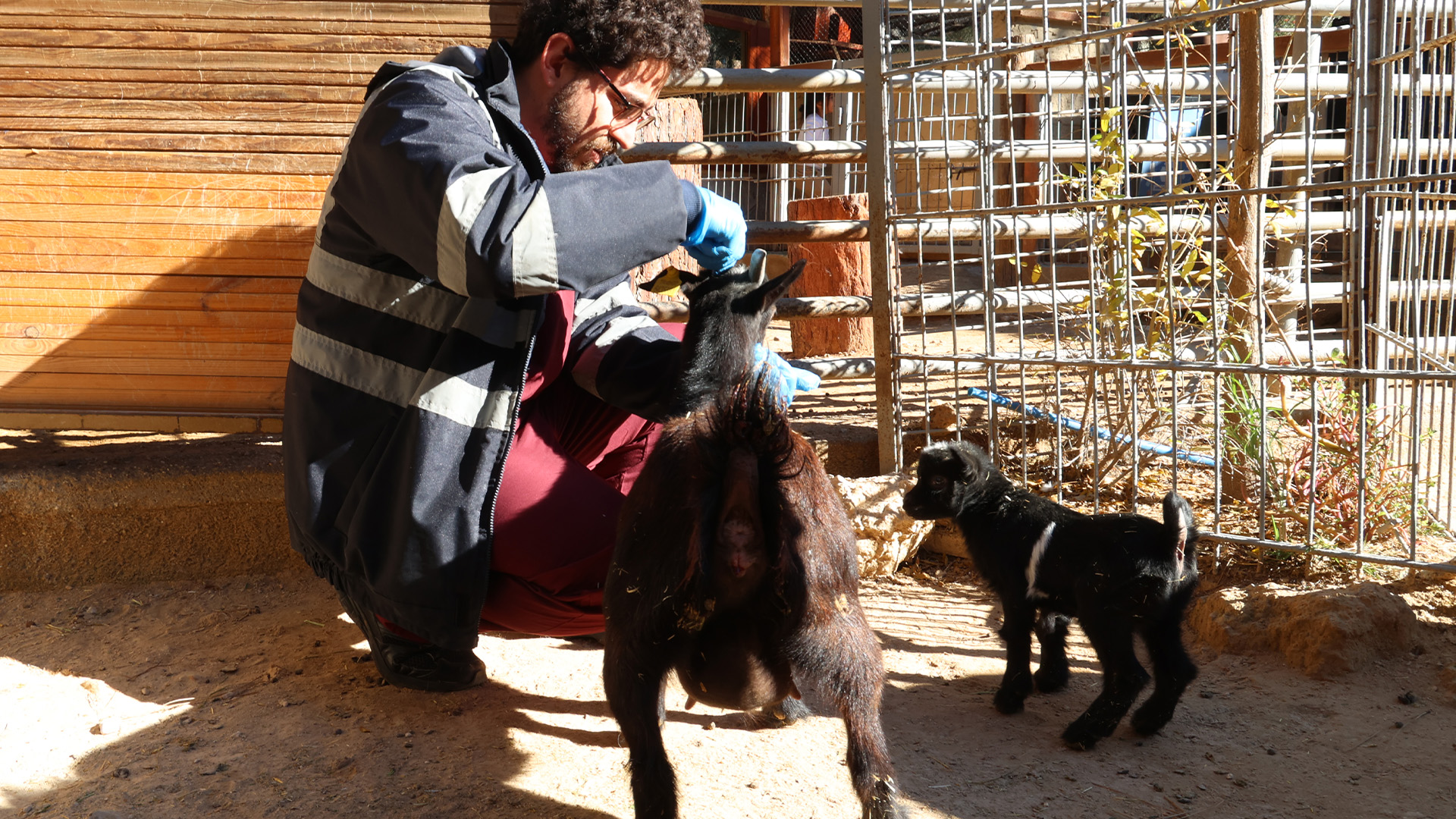 Hayvanlarabuyuksehirsahipcikti