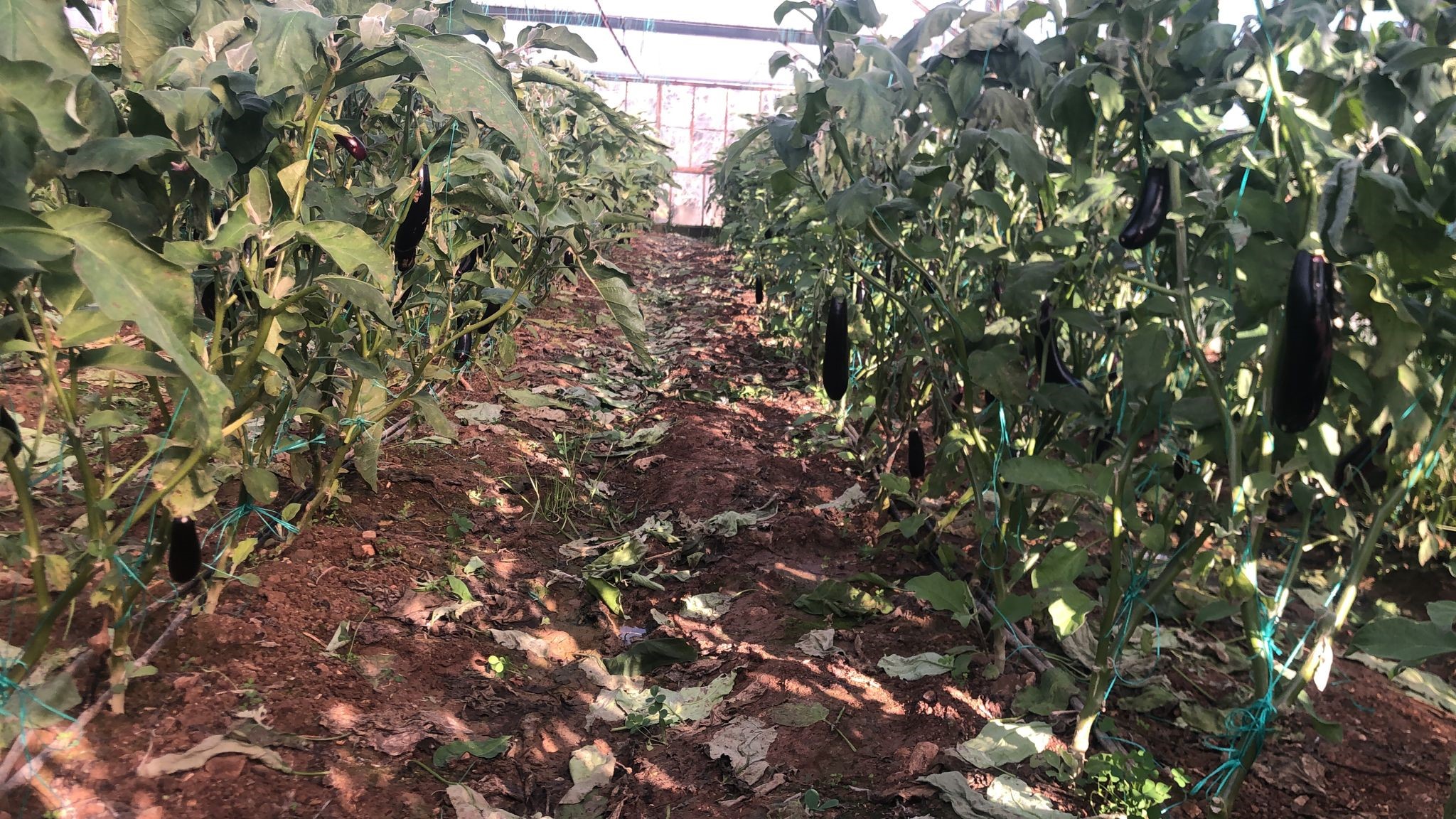 Herkeseglenirkenonlarnonettuttu