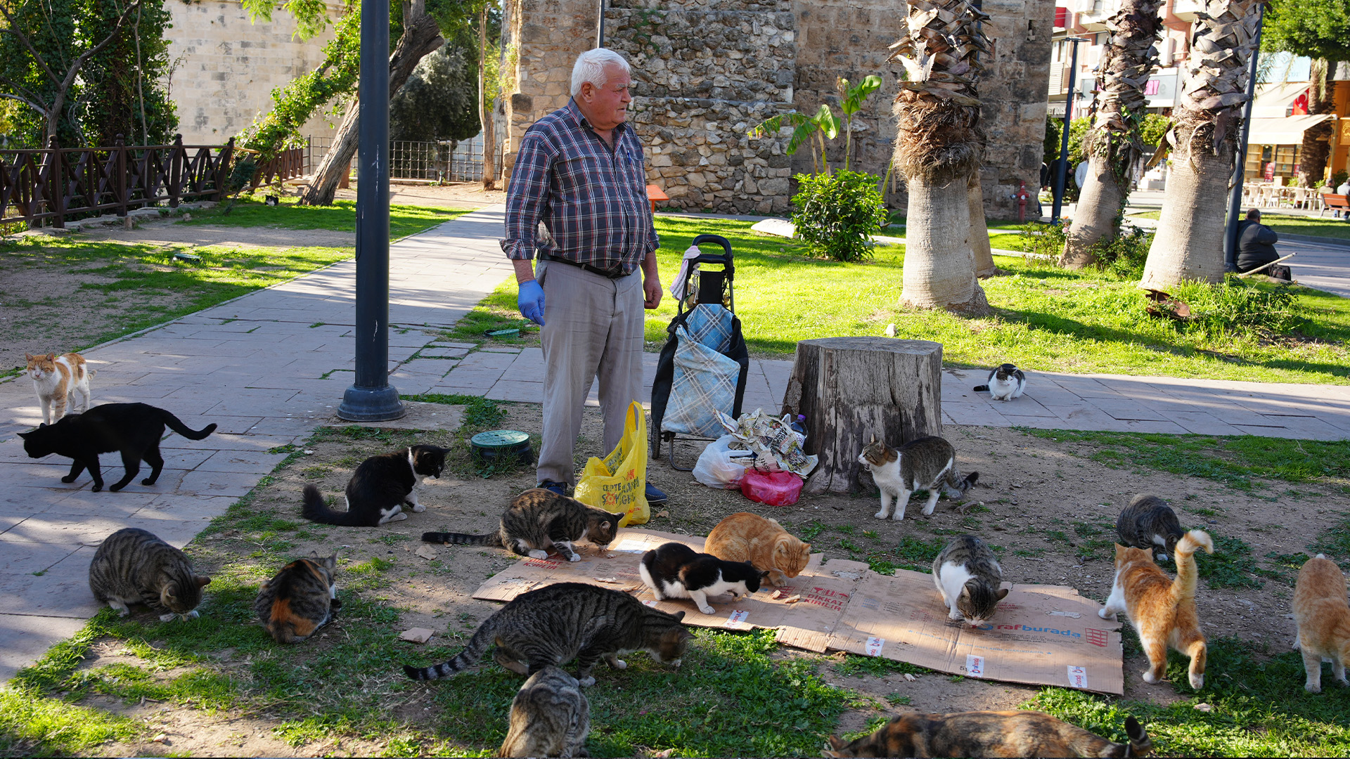 Kedibabasiantalyadaornekoldu-1