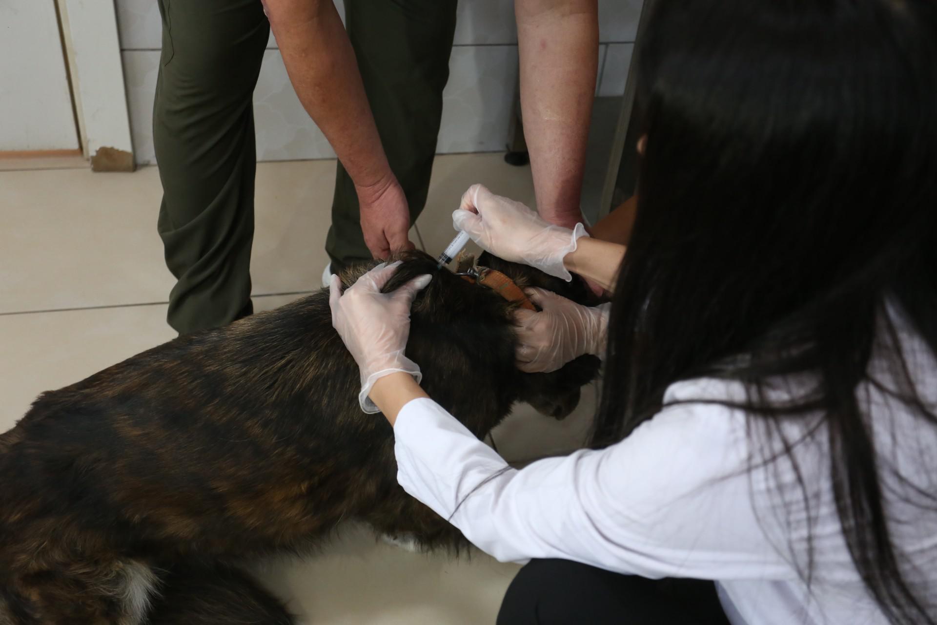 Kepez15Binsokakhayvaninaulasti