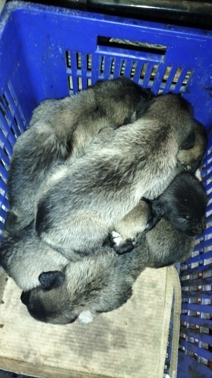 Kopekyavrularinavatandassahipcikti