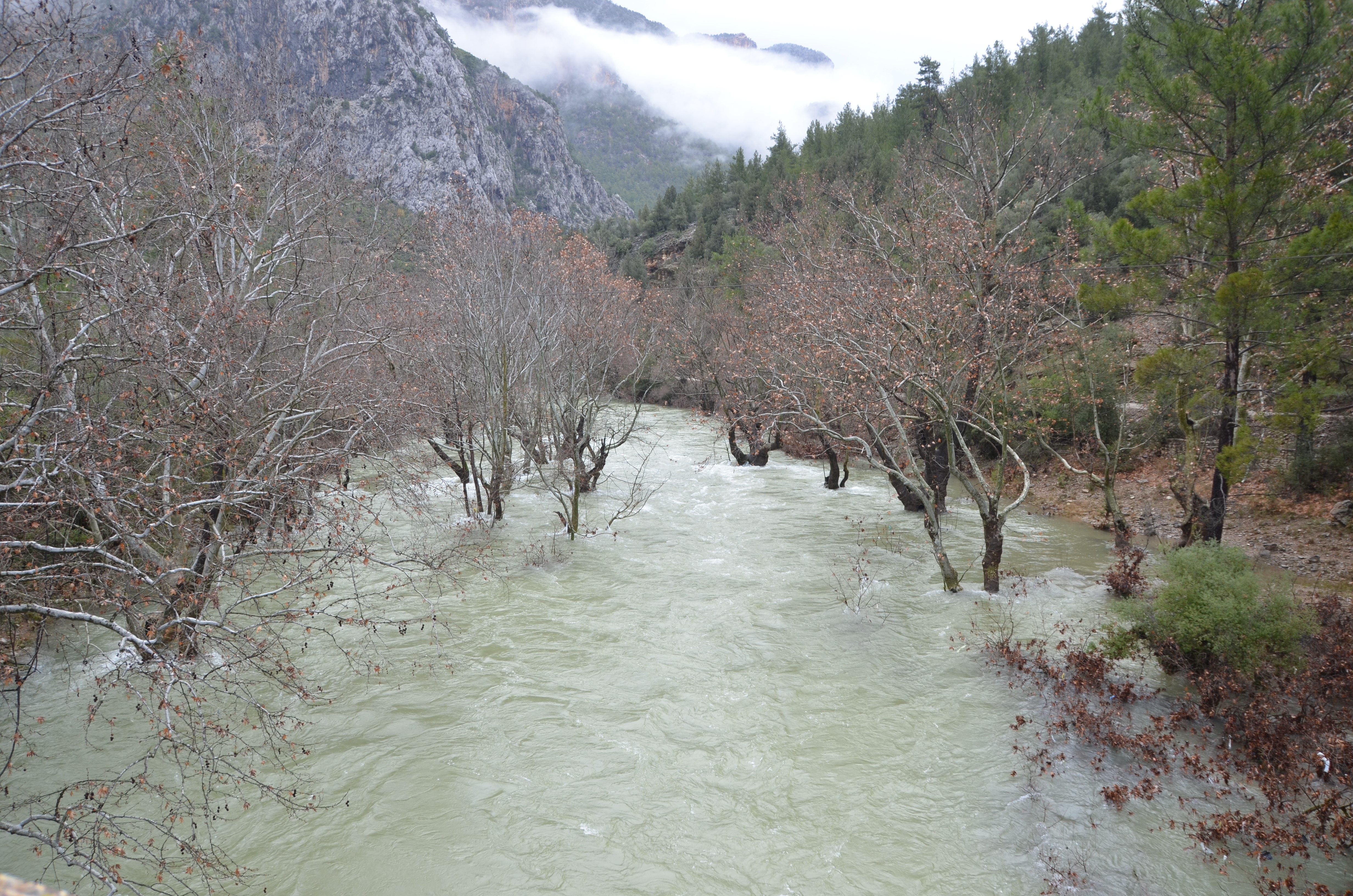 Kuruyanuzumdereirmagiyagislarlayenidenhayatbuldu