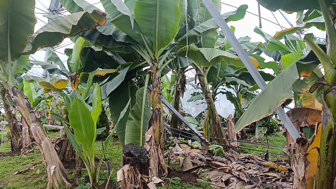 Manavgattaseralaryerlebiroldu