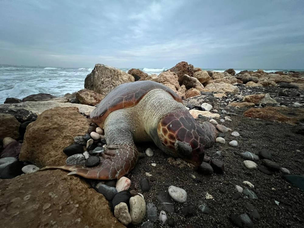 Mersinde15Gunde7Nciolumsebebibogulmaolabilir