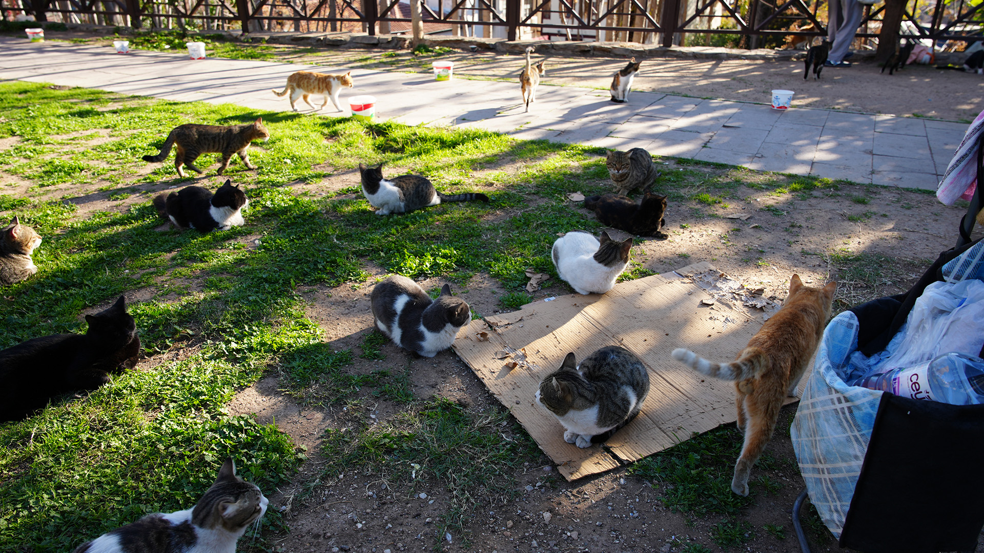 Onlarcakediyesahipcikiyor-1