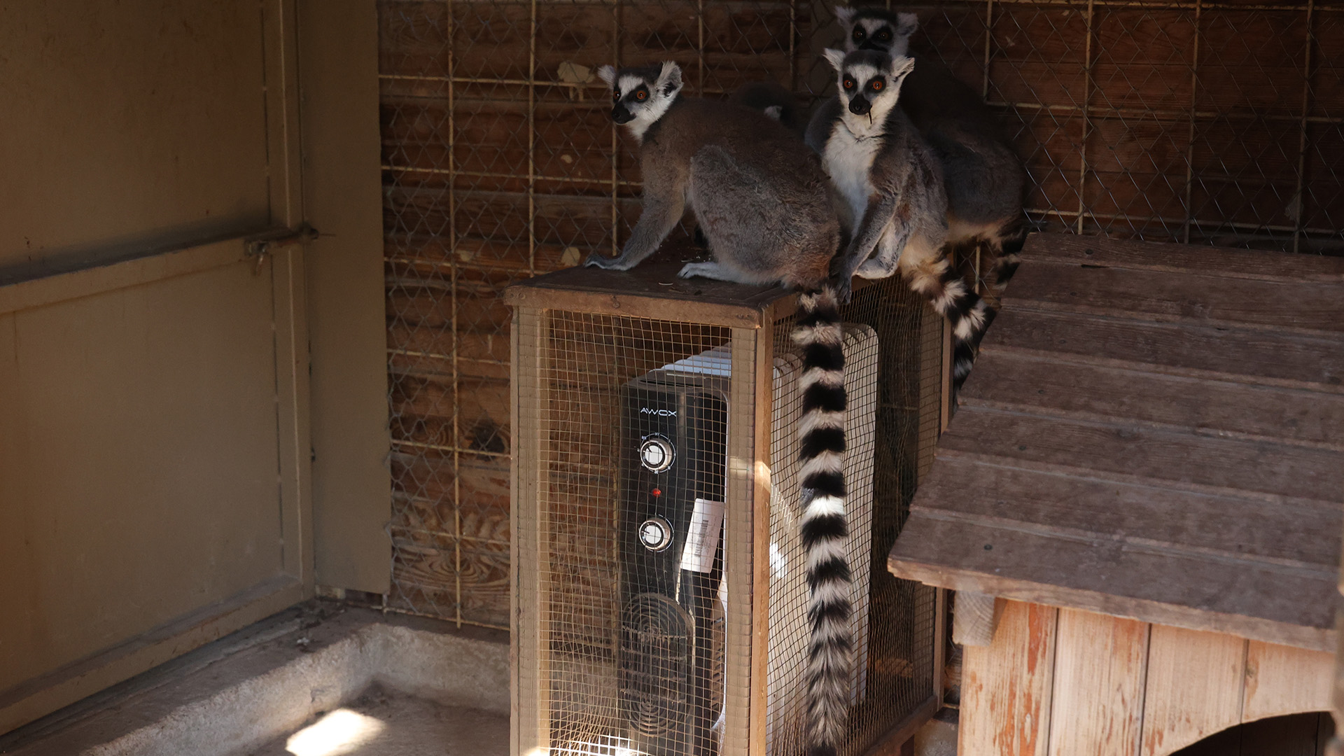 Sogukhavadahayvanlardusunuldu