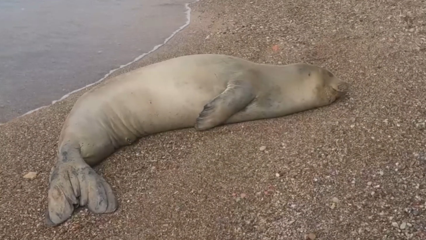 Soluguakdenizsahillerindealdi