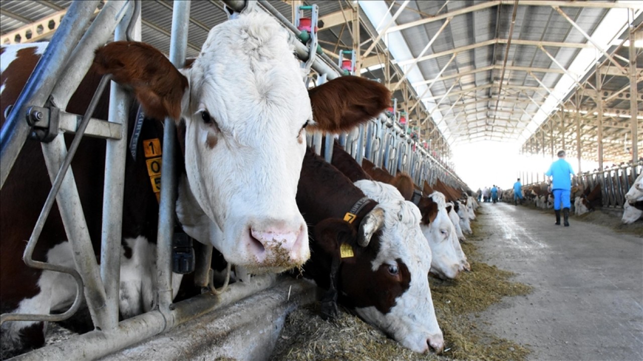 Tarsimderisklistesiuzadidestekartti