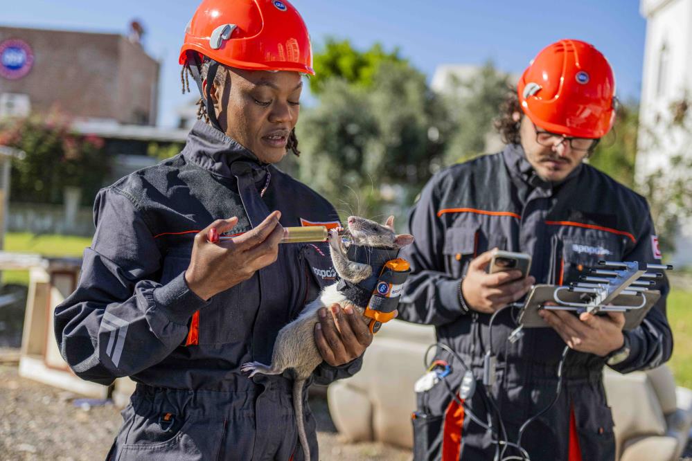 Turkiyedebirilkantalyadakahramanfarelerafetlerehazırlanıyor