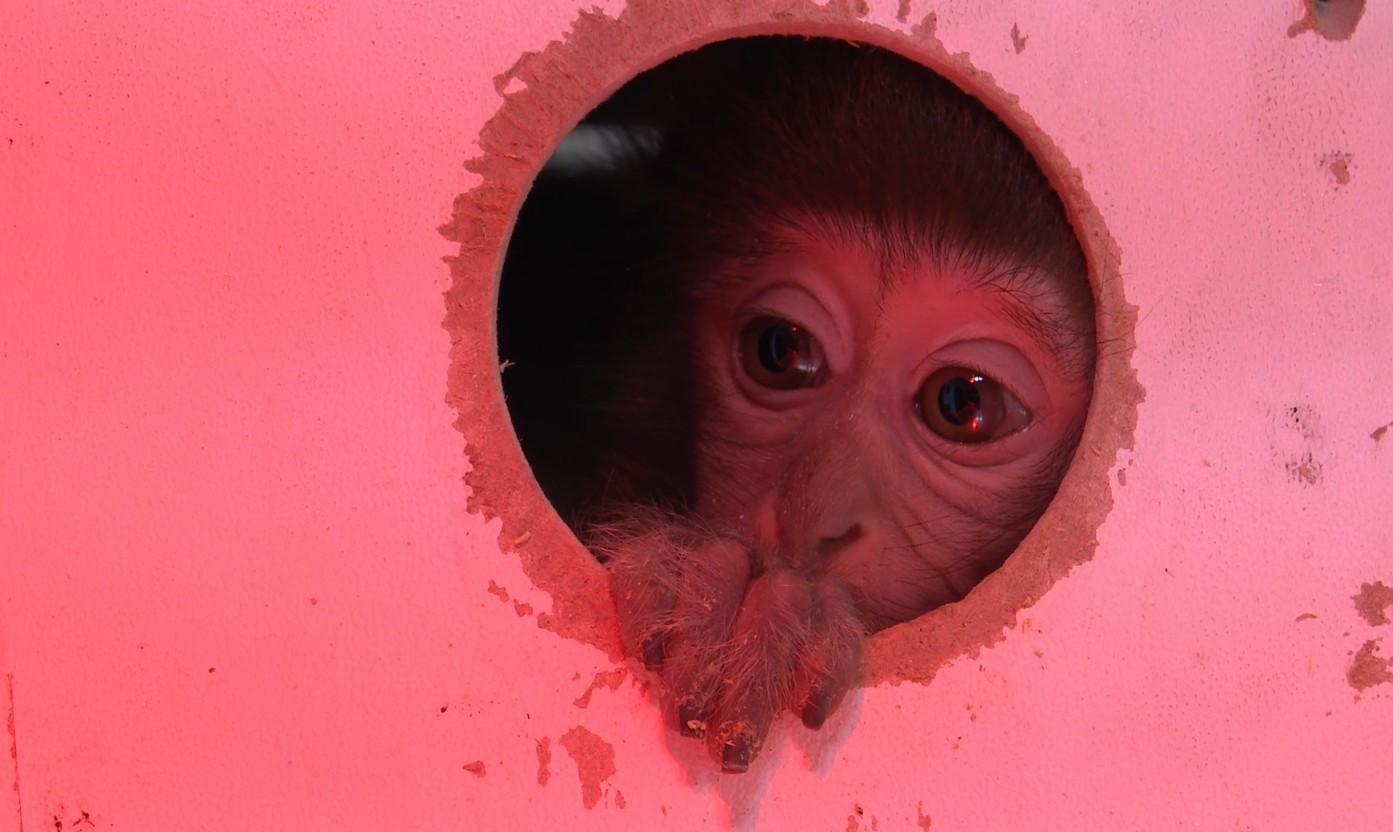 Xraycihazindamaymunbulundu