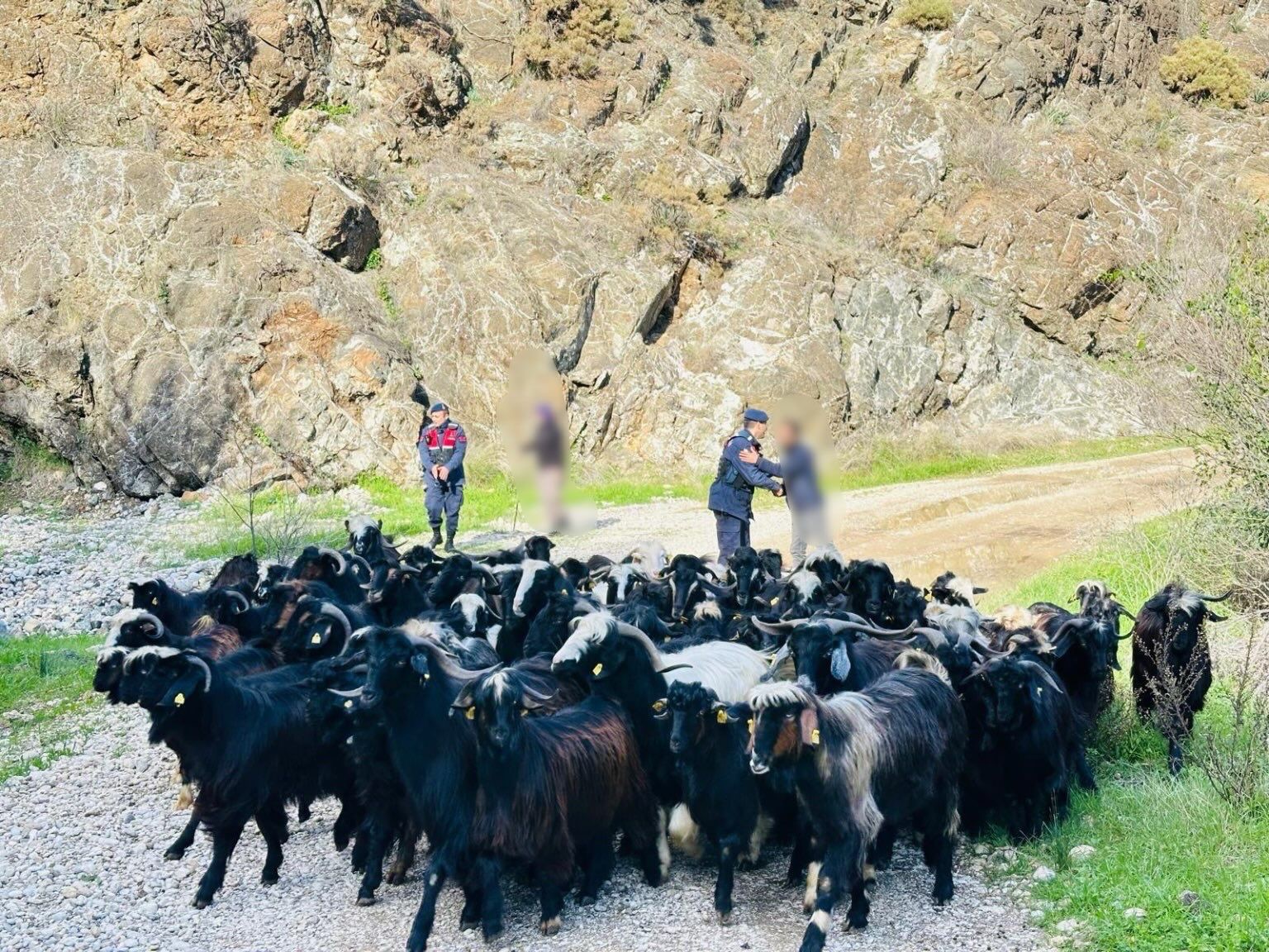 Yagissonrasikucukbashayvanlarkayboldu