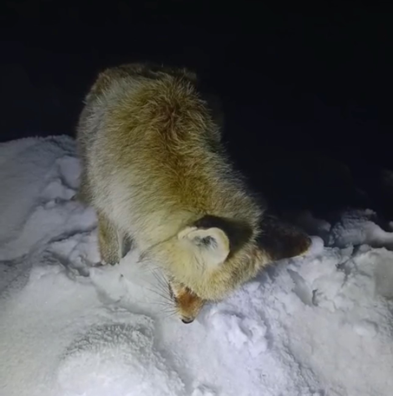 Yuksekovadaefsanegercegedonustu